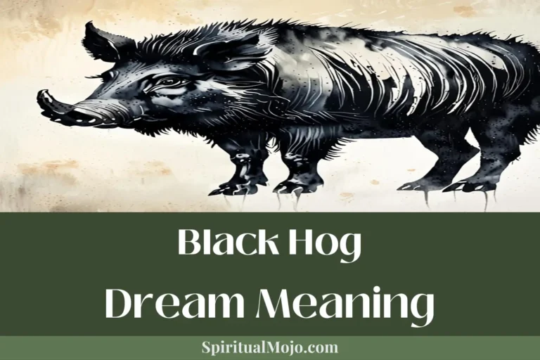 black hog dream meaning
