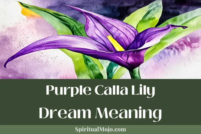 purple calla lily dream meaning